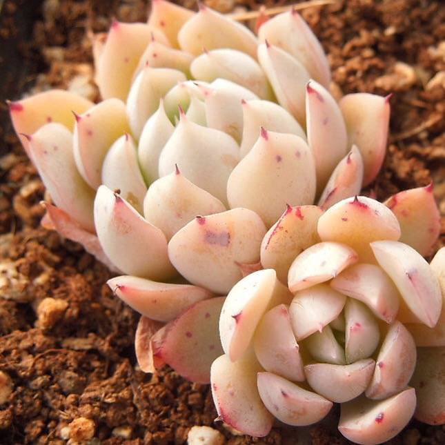 PRESALE Echeveria White Zaragosa, (Not so Random)