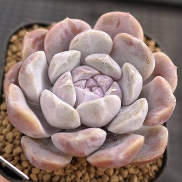 Echeveria Tynie Berger, (Random)