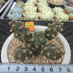Tephrocactus Molinensis, (Video)