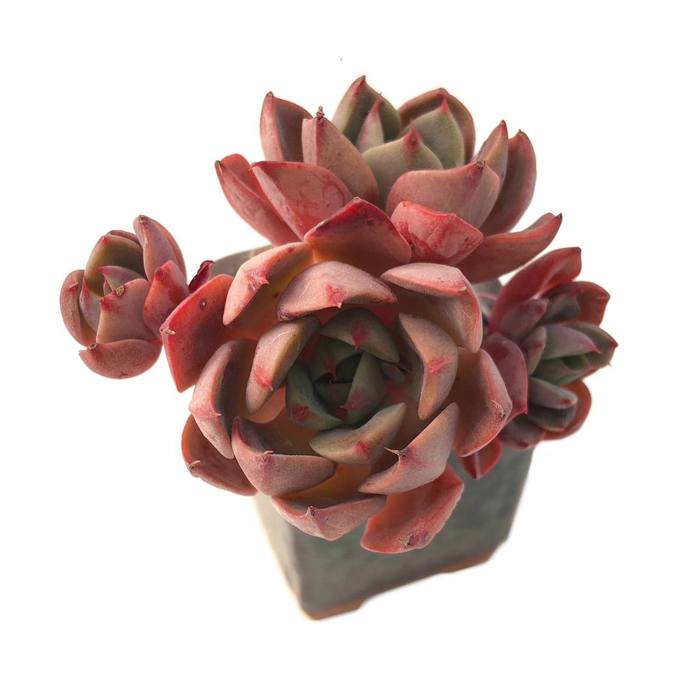 SALE! Echeveria Agavoides Hybrid