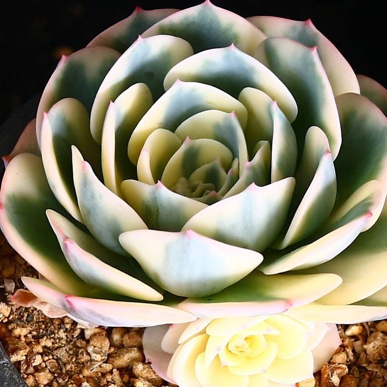 PRESALE Echeveria Lenore Dean, (Random)