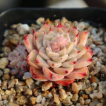 PRESALE  Echeveria Halbingeri, (Random)