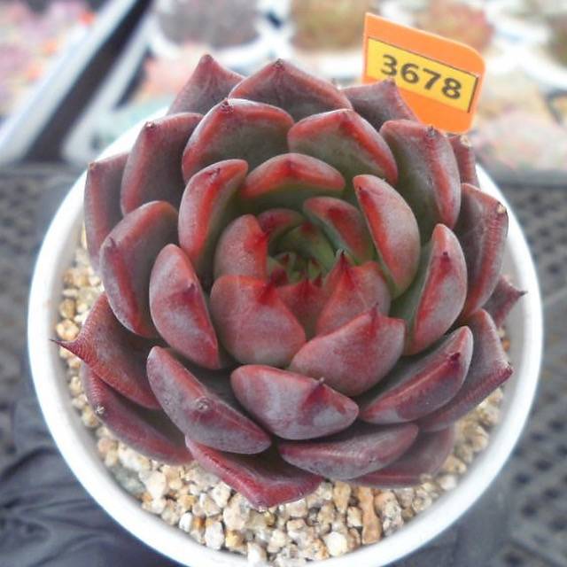 roma succulent Echeveria 'Roma' New Hybrid, (Video)
