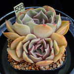 PRESALE Echeveria Keys, (Random)