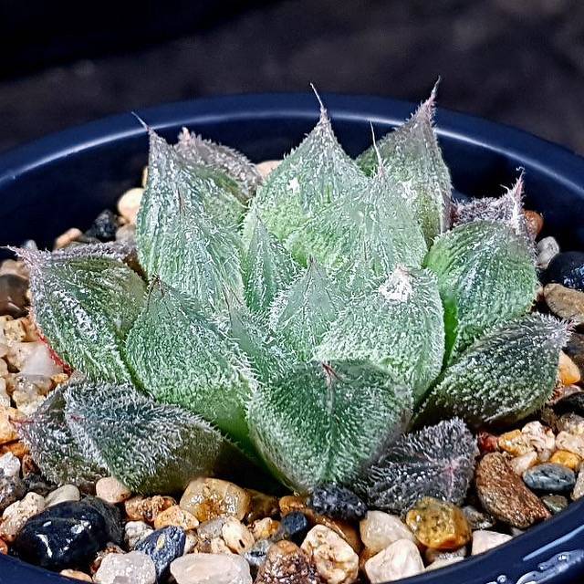 Haworthia Cooperi var. Venusta, (Video)