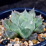Haworthia Cooperi var. Venusta, (Video)