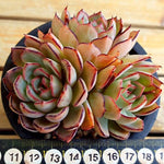 PRESALE Echeveria Kami Noi, (Random)