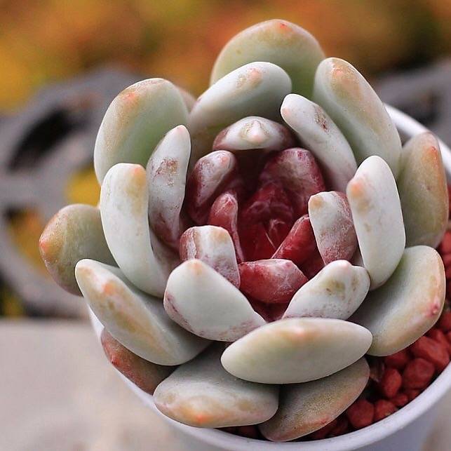 PRESALE Echeveria Trumso