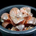 Haworthia 'Silver Mutica' Hybrid