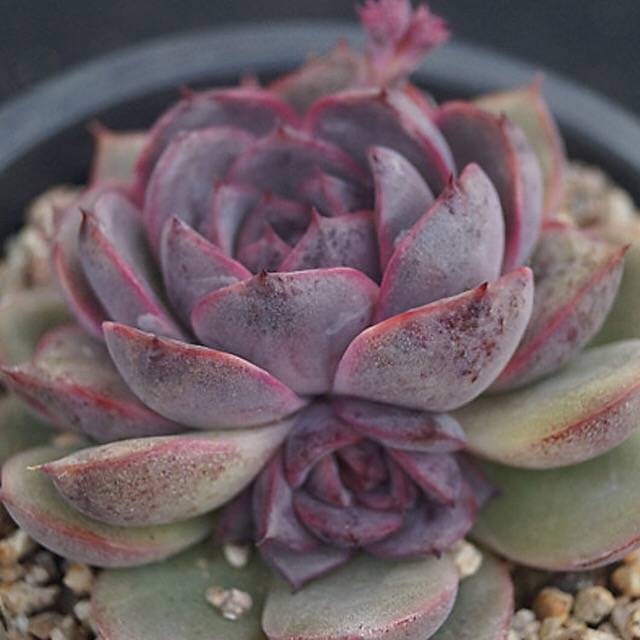 PRESALE Echeveria Black Queen Hybrid, (Random)