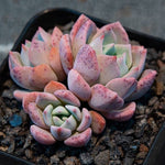 Hwaga Original Hybrid- PRESALE Echeveria Archruz