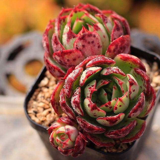 PRESALE Echeveria Love Fire, Triple