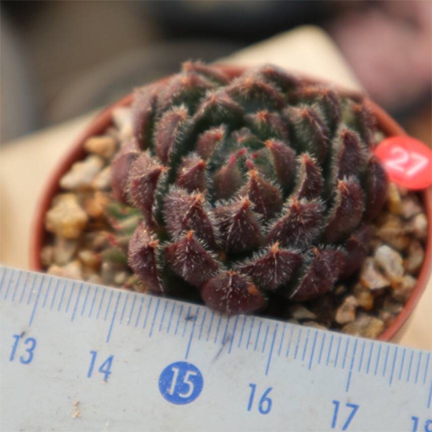 LUNCH BREAK FLASH SALE! PRESALE Echeveria 'Scorpio'