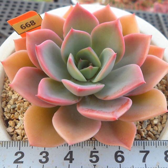 PRESALE Echeveria Tinkerbelle, (Random)