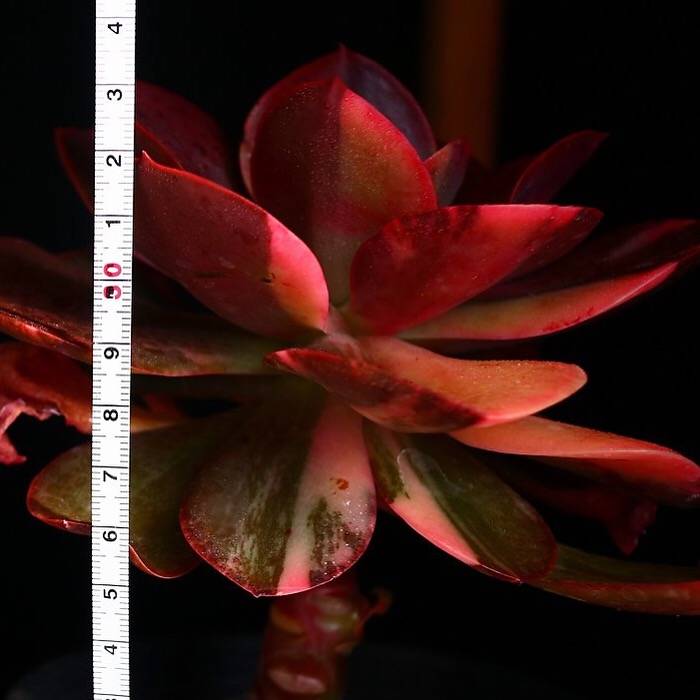 PRESALE Echeveria Pre Madonna, Large, (Not so Random)