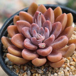 PRESALE Echeveria Sugar Jelly, (Random)