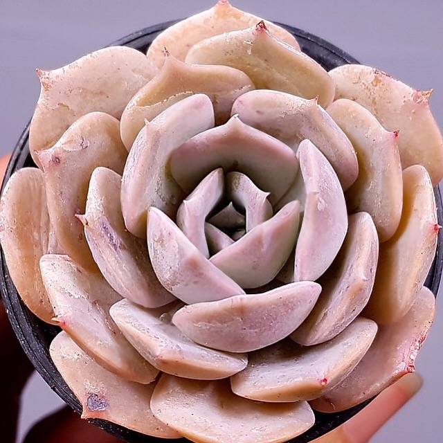 PRESALE Echeveria Lauii Hybrid, (Not so Random)