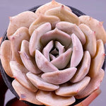 PRESALE Echeveria Lauii Hybrid, (Not so Random)