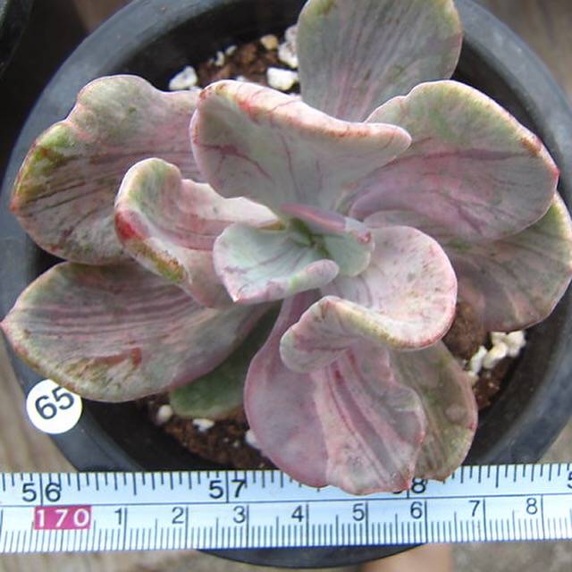 PRESALE Pachyveria Jocelyn's Joy, Variegata, (Random)