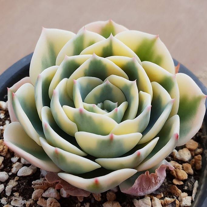 PRESALE Echeveria Lenore Dean, (Random)