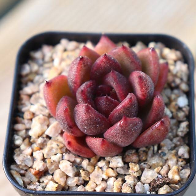 PRESALE Echeveria Black Queen Hybrid (Maleficent-esque)., (Not so Random)