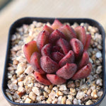 PRESALE Echeveria Black Queen Hybrid (Maleficent-esque)., (Not so Random)