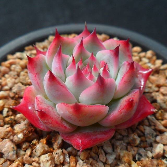 PRESALE Echeveria Chihuahuaensis, (Not so Random)