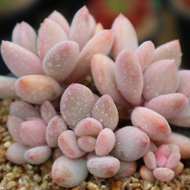 PRESALE Echeveria Sp. Cluster, (Random)