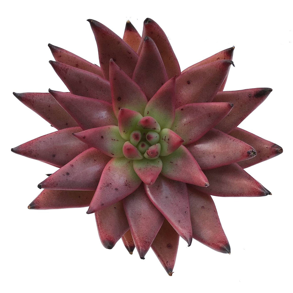 RESERVED Echeveria Agavoides Amethyst, (Ready to Ship)