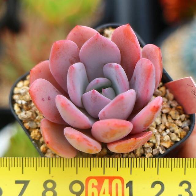 PRESALE  Echeveria Chara, (Not So Random)