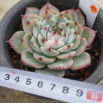 Echeveria Chihuahuaensis, Variegata, (Not so Random)