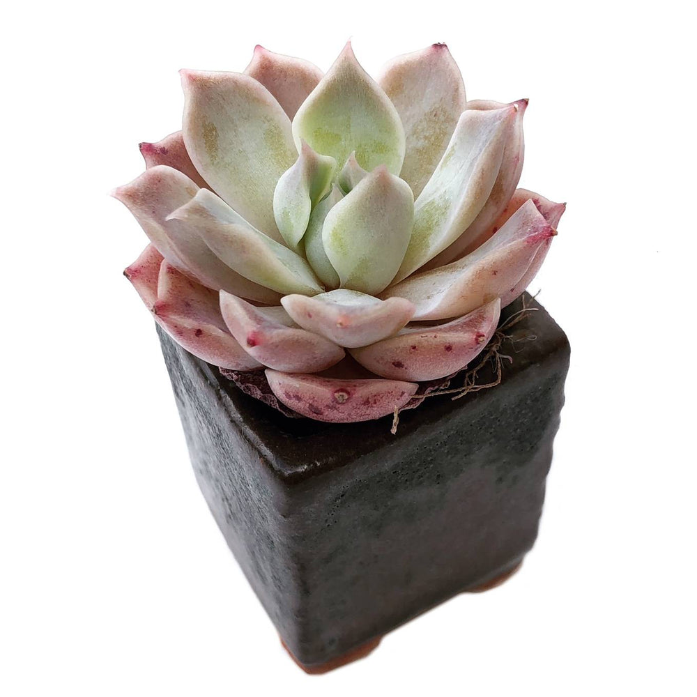 Sale! Echeveria 'Colina'