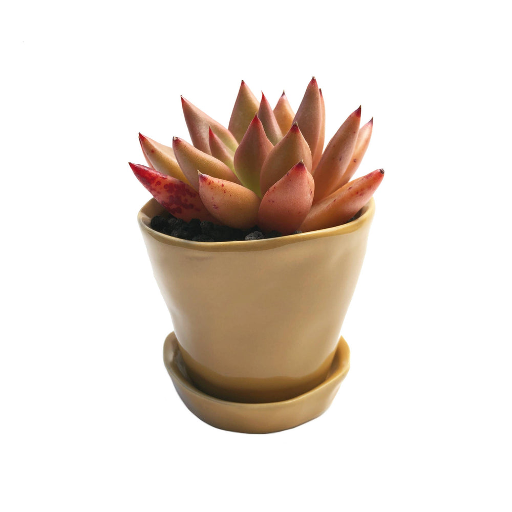 Echeveria Agavoides Sp.