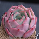 PRESALE Echeveria Patricia, (Random)