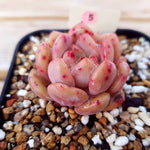 PRESALE Echeveria Ariel, (Random)