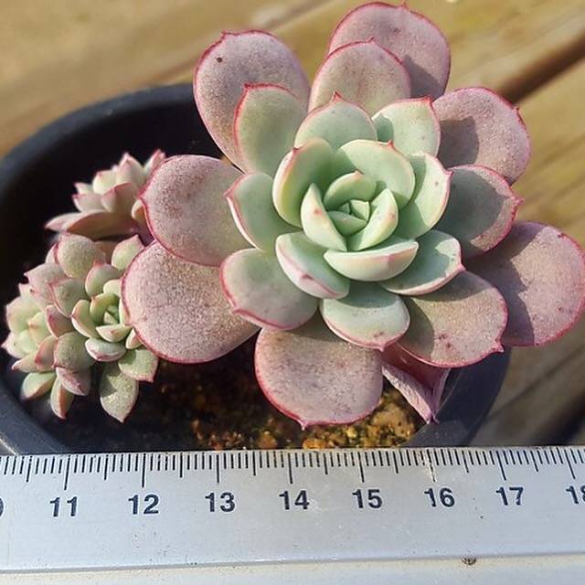 Echeveria Subcorymbosa Lau 026, (Random)