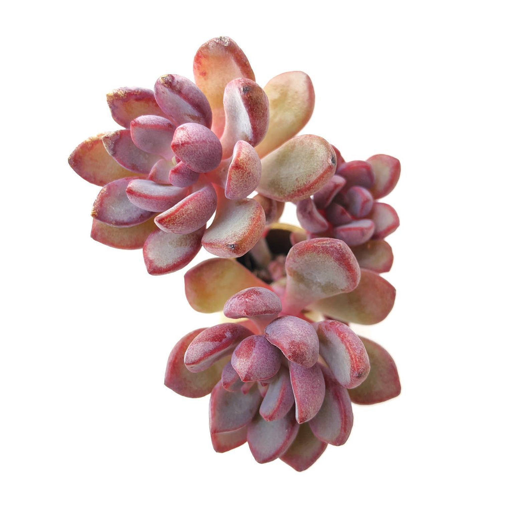 Graptoveria Purple Dream