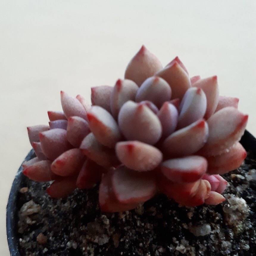 PRESALE Graptoveria Purple Dream, (Not so Random)