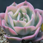 PRESALE Echeveria Secunda, Variegata, (Random)