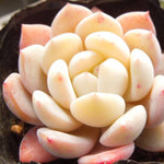 SPECIAL! JUST CART!!  Echeveria Monroe Hybrid, (Not so Random)