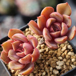PRESALE Echeveria 'Mina'