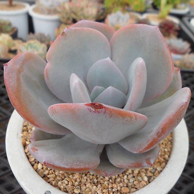 4th OF JULY FLASH SALE- DEAL #7 PRESALE Echeveria Cream Tea