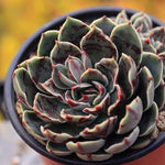 PRESALE Echeveria Santa Lewis, Triple
