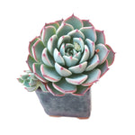 Sale! Echeveria 'Charmean'