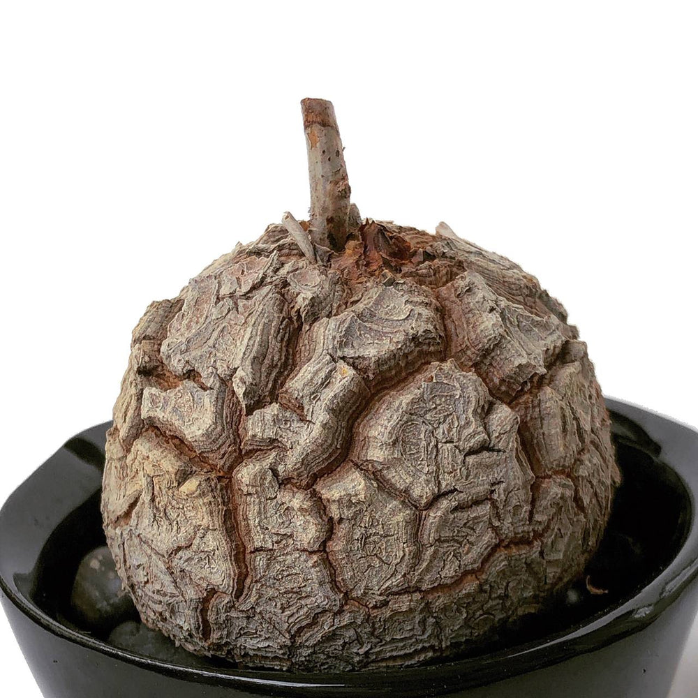 Dioscorea Elephantipes (Seed Grown), (Video)