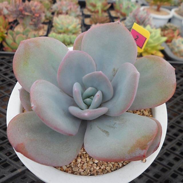 4th OF JULY FLASH SALE- DEAL #7 PRESALE Echeveria Cream Tea