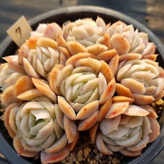 PRESALE Echeveria Potosina Elegans Cluster, (Random)