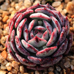 PRESALE Echeveria Ceschion