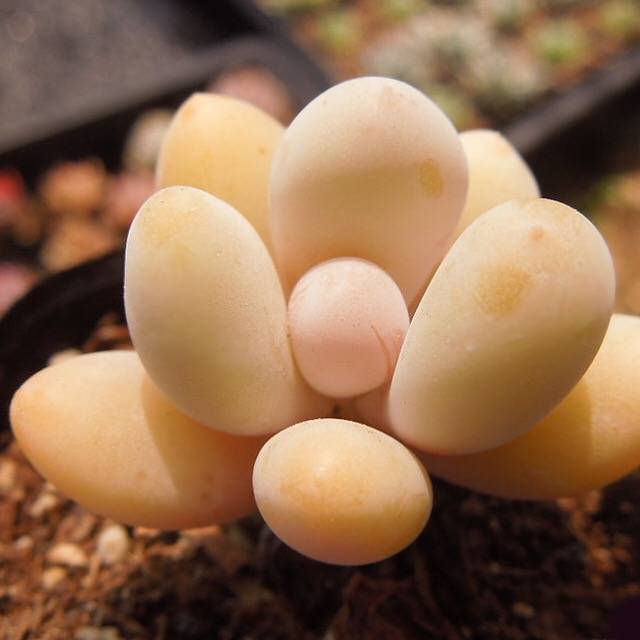 PRESALE Pachyphytum Beauty, (Random)