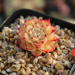 PRESALE Echeveria Halbingeri, (Random)